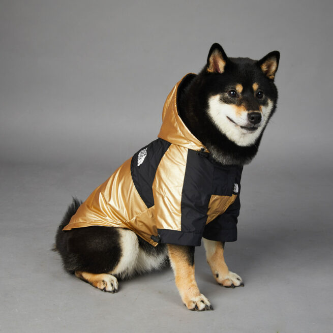 Perro llevando la chaqueta deportiva y moderna impermeable para perros, color negra y dorada