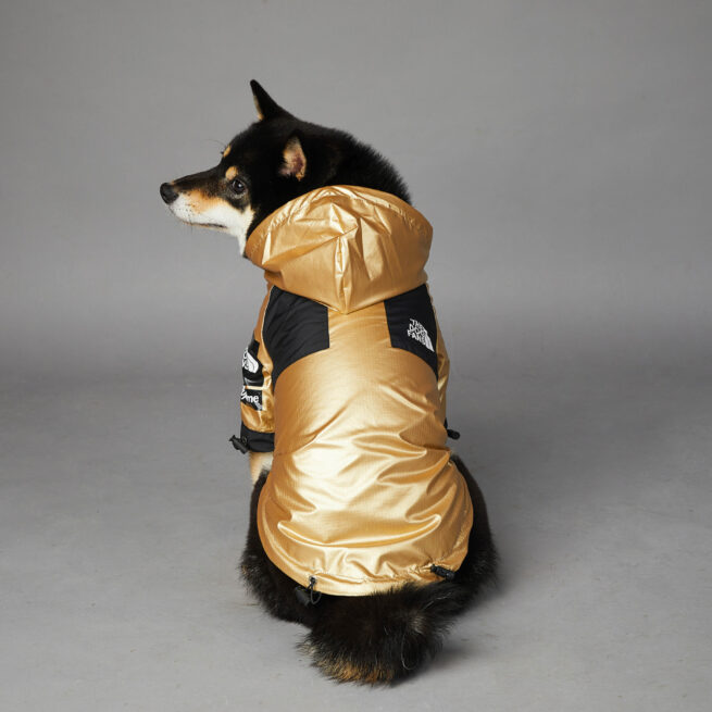 Perro llevando la chaqueta deportiva y moderna impermeable para perros, color negra y dorada, está de espaldas