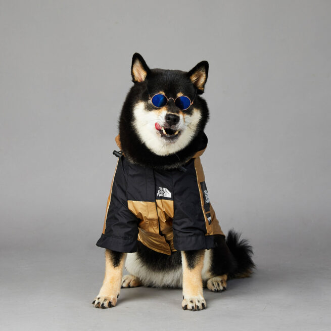 Perro llevando la chaqueta deportiva y moderna impermeable para perros, color negra y dorada y además lleva gafas de sol