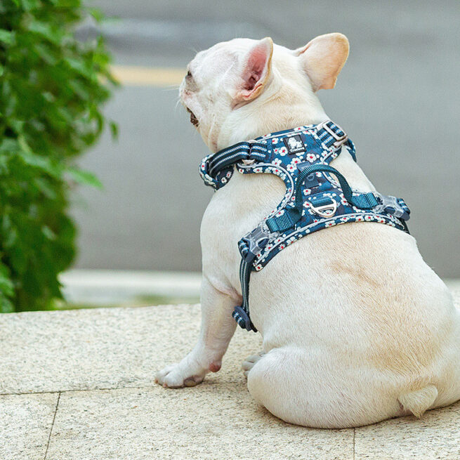 Perro llevando el arnés azul de flores blancas