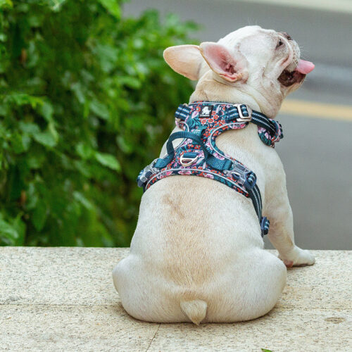 Perro llevando el arnés azul de flores rojas