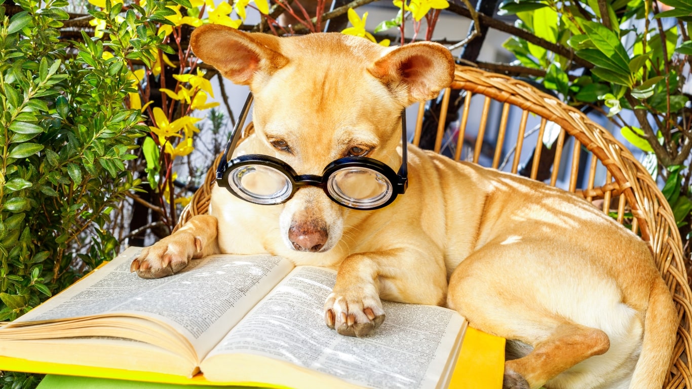 Perro leyendo un libro, lleva puestas unas gafas