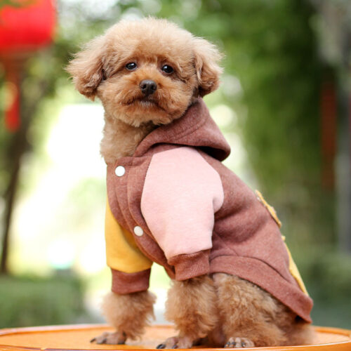 Perro llevando la elegante chaqueta otoñal de color café