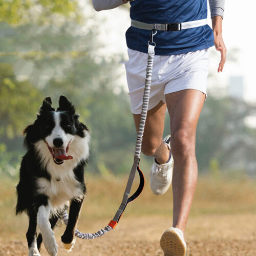 Perro junto a su dueño corriendo con la correa especial para running