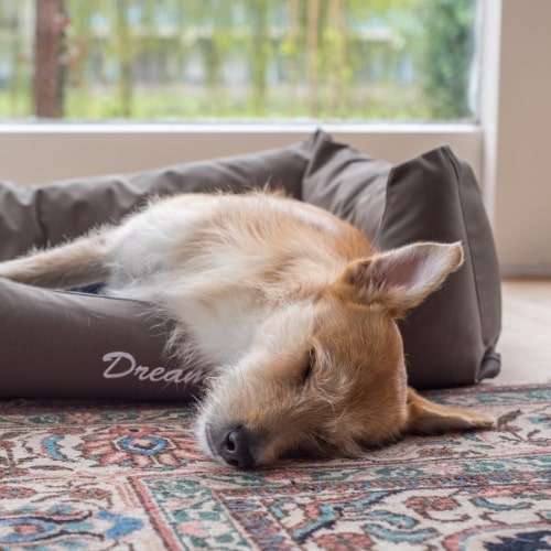 Un perro durmiendo muy plácidamente en una de las camas Raijuu