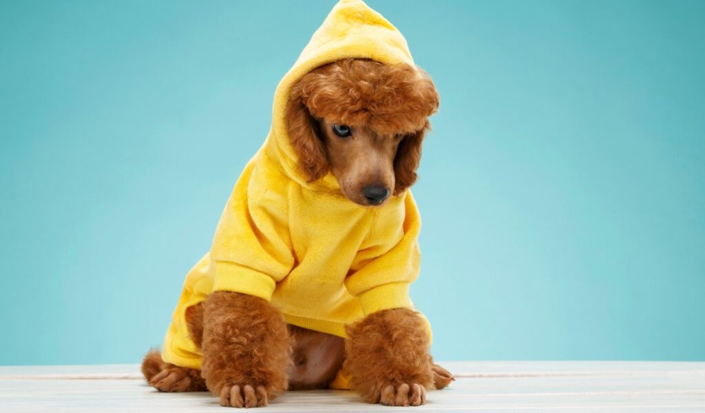 Perro llevando una sudadera amarilla con capucha