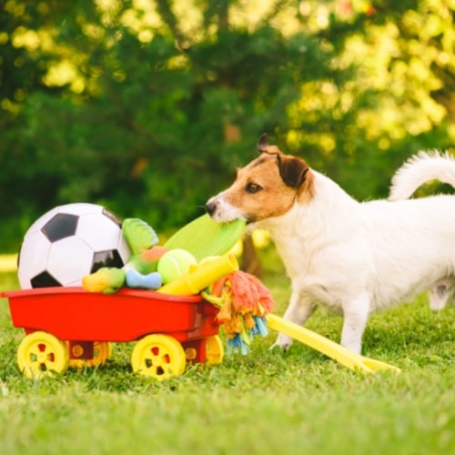 Perro estirando de unos cuantos juguetes