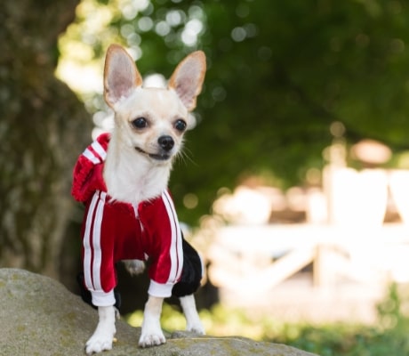 Perro llevando una chaqueta deportiva