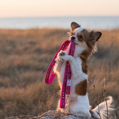 Perro a lo suricato cogiendo una correa