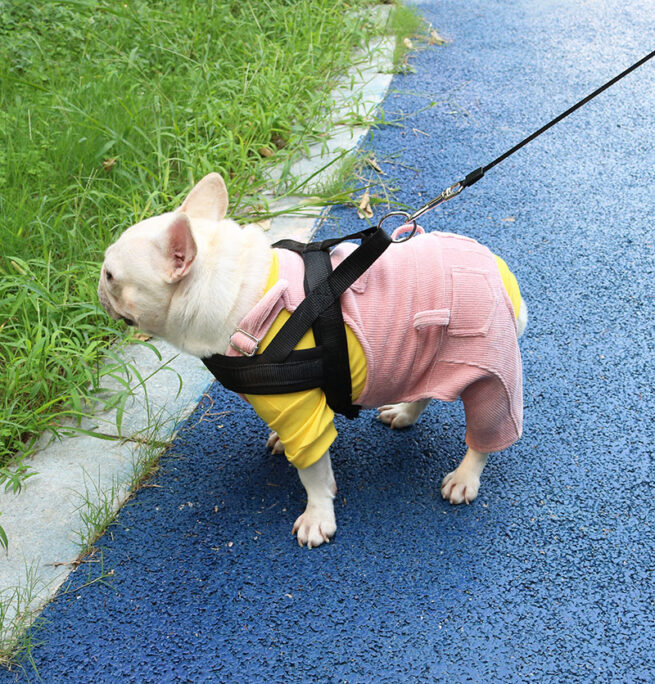 Perro llevando el peto de pana de color rosa