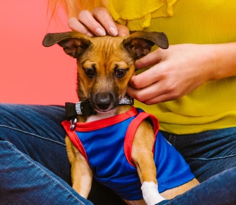 Perro acariciado por su dueña