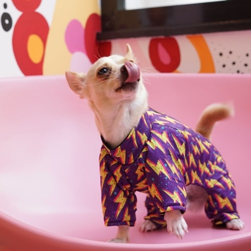 Perro llevando de ropa un traje con rayos