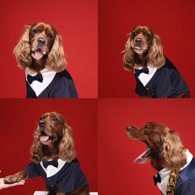 Perro llevando el Traje para bodas y eventos para perros color azul marino