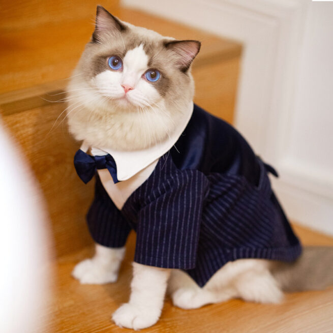 Gato llevando el Traje para bodas y eventos para perros color azul marino