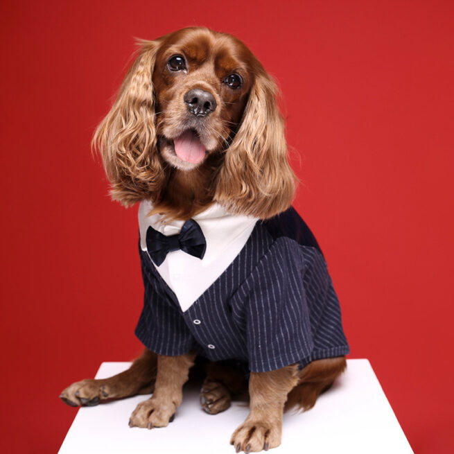 Perro llevando el Traje para bodas y eventos para perros color azul marino