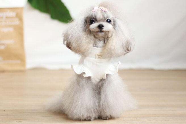 Perro llevando el vestido con falda y tirantes cute color blanco