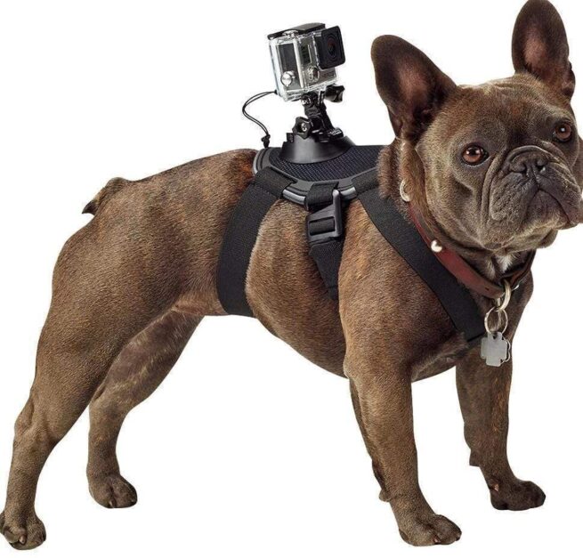 Perro llevando el arnés con acople para cámara GoPro