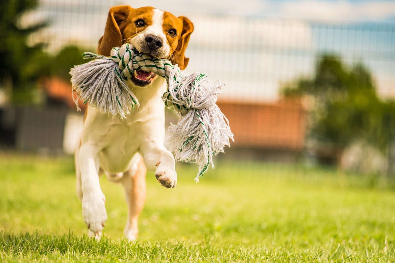 Perro jugando en un parque con una cuerda de juguete