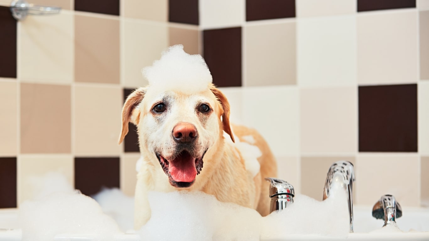 Perro dándose un buen baño