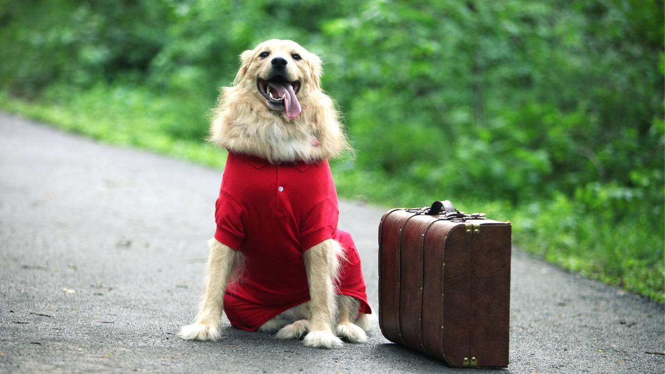 Perro muy feliz junto a su maleta